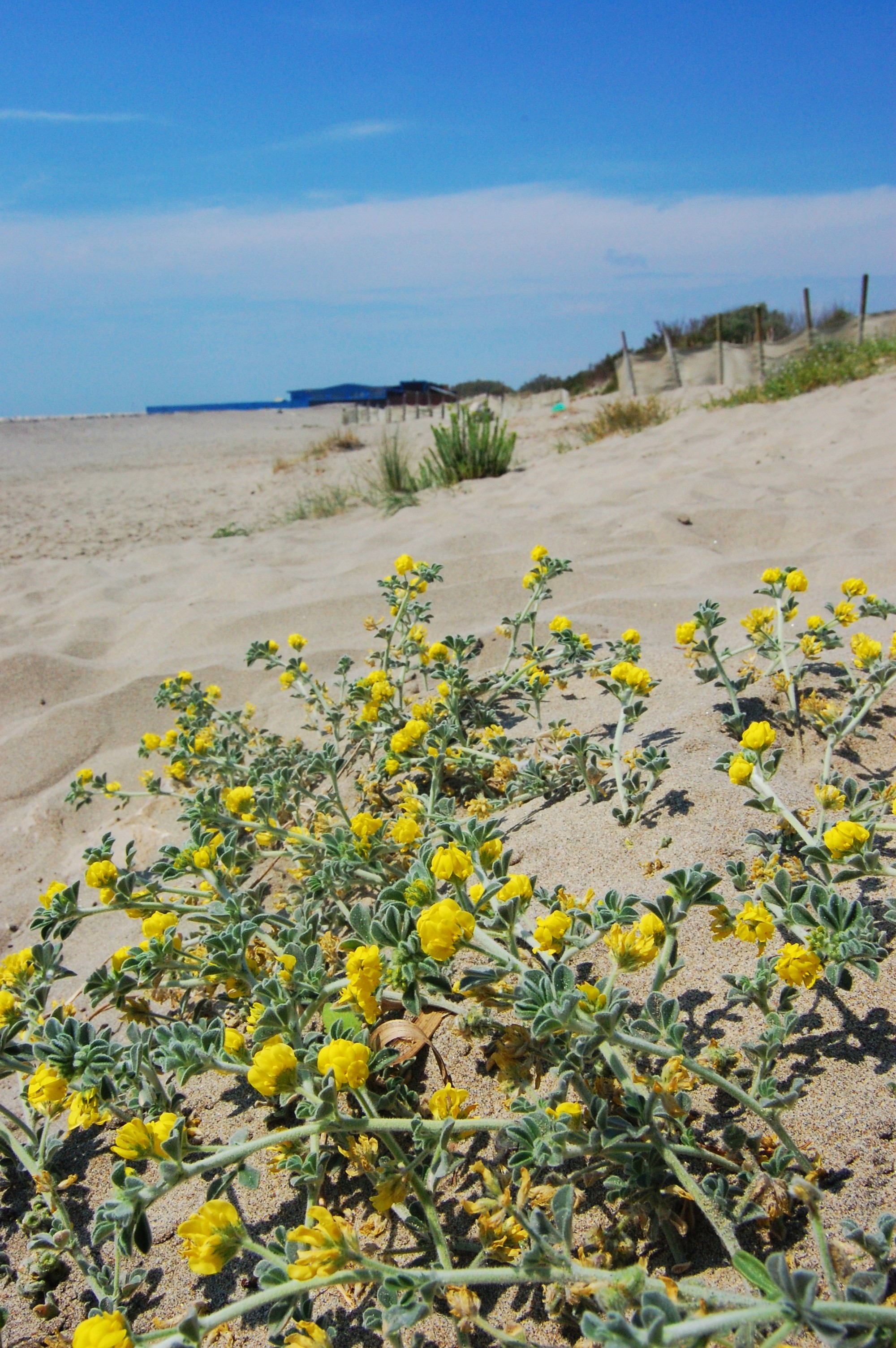 South of France beach flowers