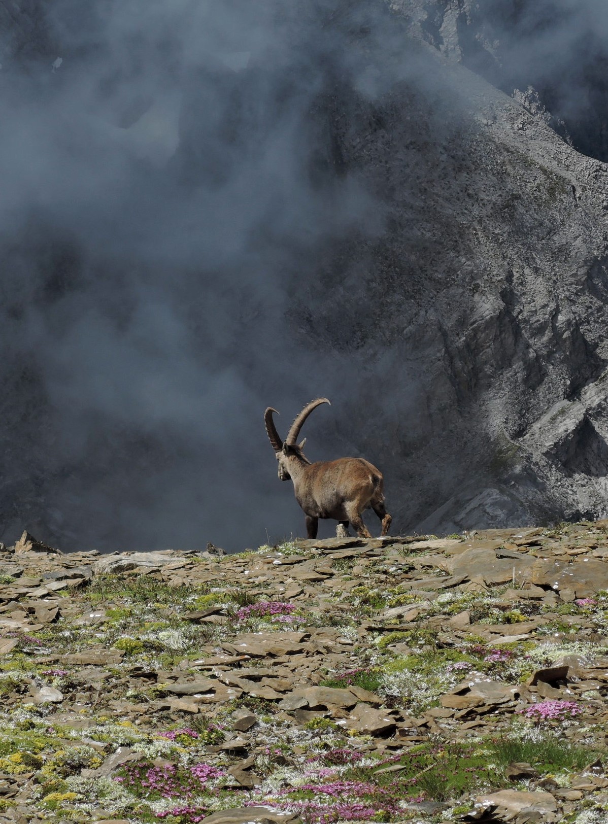 Ibex in the Swiss Alps