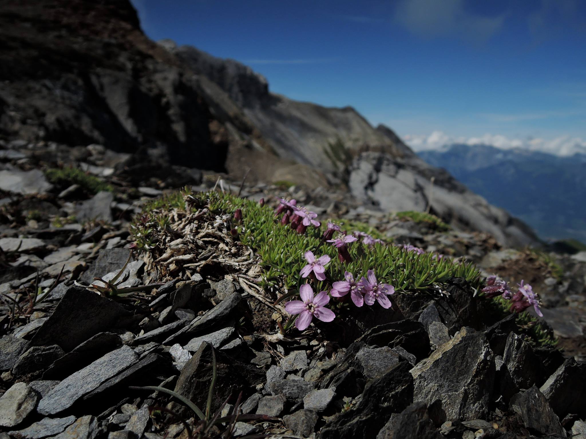 Mountain flowers