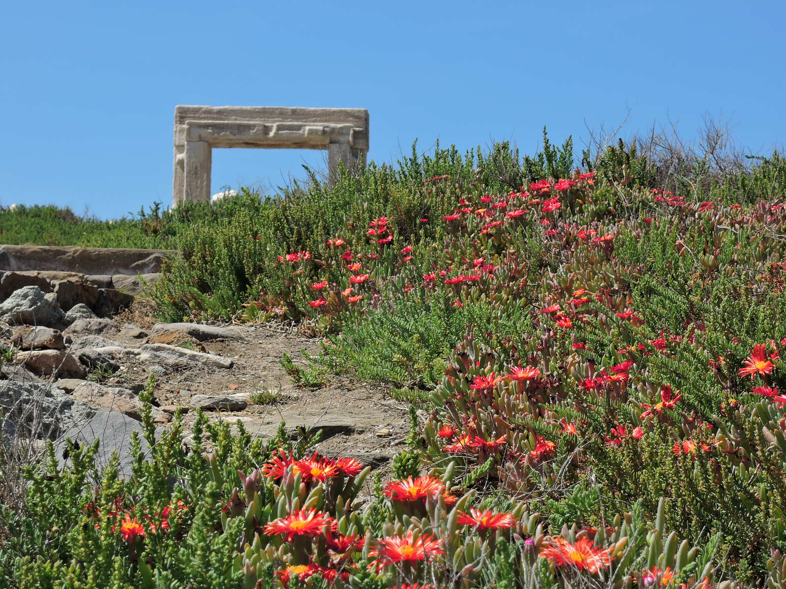 Naxos flowers